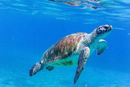 The Blue Experience: Snorkeling with Turtles & Beach Hopping tour