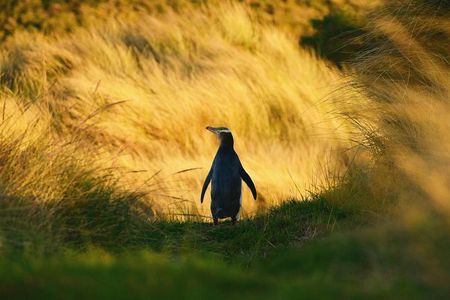 Twilight Wildlife & Penguin Tour