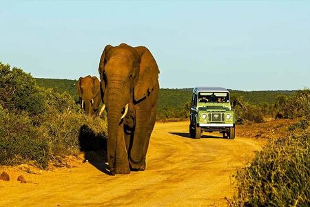 7 Days Private Durban to Cape Town: Garden Route & Drakensberg