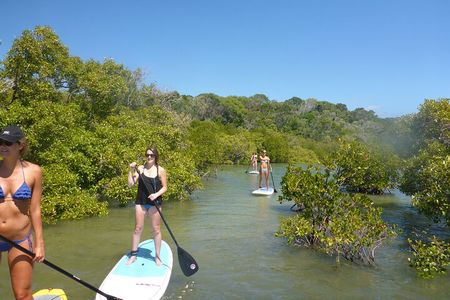 Noosa Stand Up Paddle & Mangrove Tunnel Tour