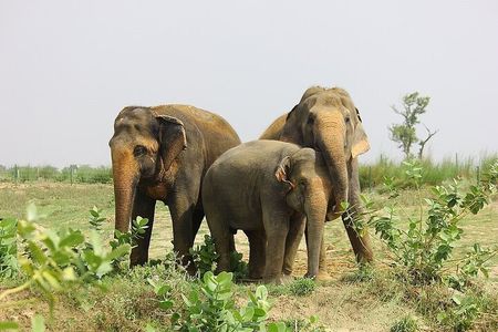 Taj Mahal & SOS Elephant Sanctuary Educational Tour From Delhi