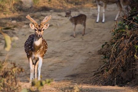 3 Day Taj Mahal and Jim Corbett National Park Safari Tour