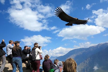 2 Days and 1 Night Tour from Puno to Colca Canyon and Arequipa