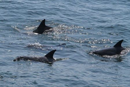 Private Charleston Dolphin Tour
