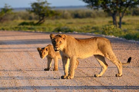 Tarangire National Park Full-Day Safari Experience