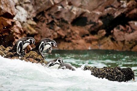 Día completo en Paracas y Huacachina desde Lima Todo Incluido 