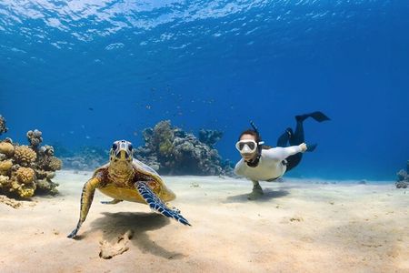 Next Level Oahu Circle Island and Swim w/Turtles Tour