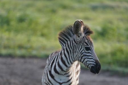 Early Morning Tour to Nairobi National Park