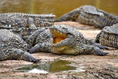 Crocoparc Trip from Agadir
