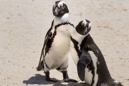 Cape Town Boulders Beach Penguin Watching Half Day Tour