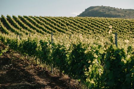 From the Vineyards to the Chalice: A Unique Tasting Experience
