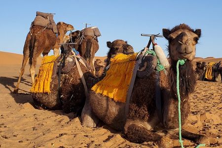 3 Days Tour from Marrakech to Merzouga Dunes and Camel Trek