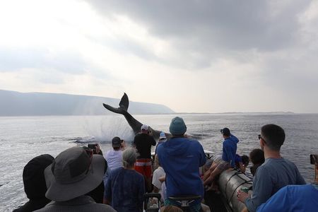 Whale Watching Expedition on Kauai 