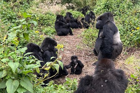 One Day Gorilla Trekking Rwanda & Iby'iwacu Cultural Village