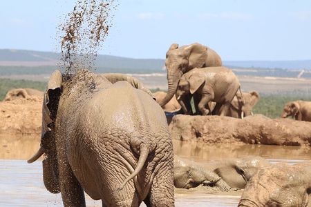 Private Full-Day Addo Elephant National Park 