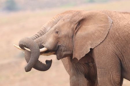 Half-Day Addo Elephant National Park 