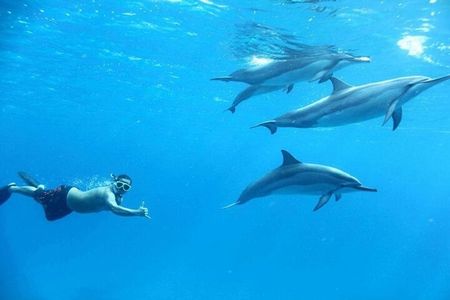Swim With Dolphin Semi PRIVATE SpeedBoat Sea Trip - Hurghada