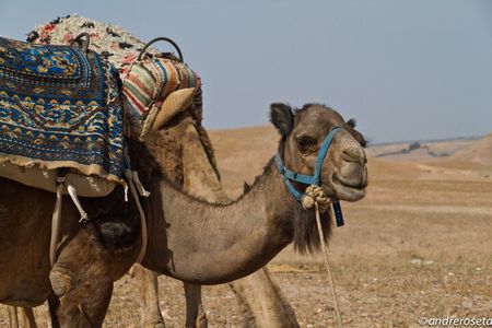 Luxury day trip: Three valleys & camel ride Agafay Desert