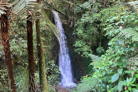 Scenic Short Hike Tour - Papamoa Hills and McLaren Falls