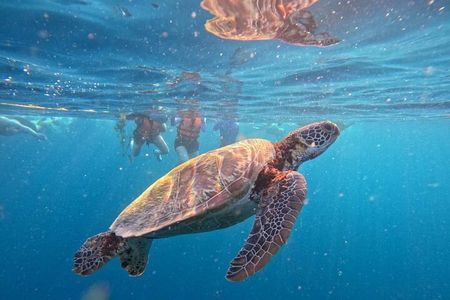 Oslob Whale Sharks and Moalboal Sardine Run, Sea Turtles Tour