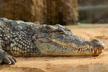 Round Trip Gambia - Crocodile Pool, School Visit & More!