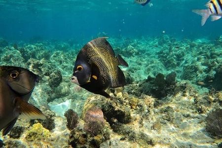 Roatan Tour: monkeys & Sloth, Snorkeling, Chocolate, Rum & Beach