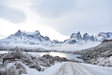  Torres del Paine Winter / Fauna sighting at your leisure