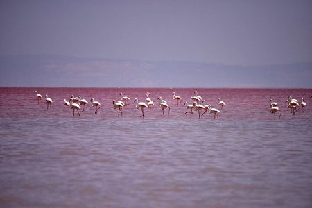 Private Salt Lake Tour