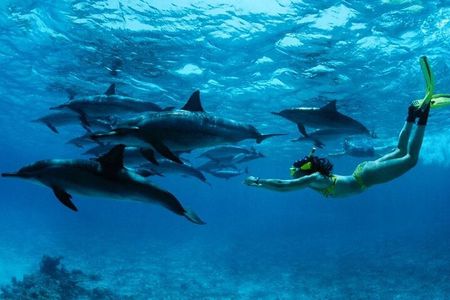 Mnemba Island Snorkeling and Swimming with Dolphin Full Day Trip