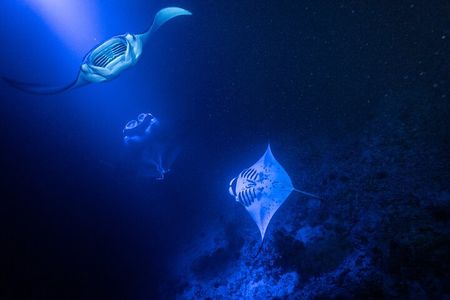 Snorkel With Giant Manta Rays In Kailua Kona