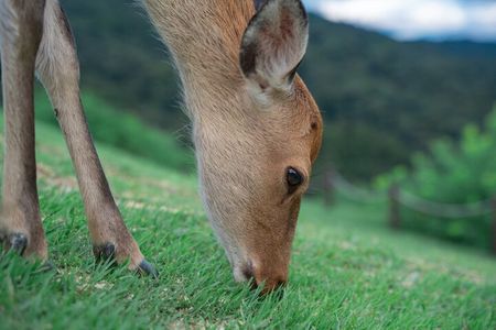 Discover Ancient Nara: Private Car Tour from Kyoto or Osaka