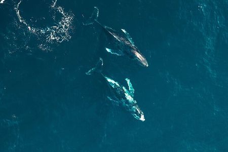 Waikiki Whale Watching Cruise