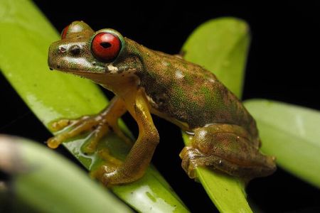 Guided Night Walk & Wildlife Spotting in Monteverde