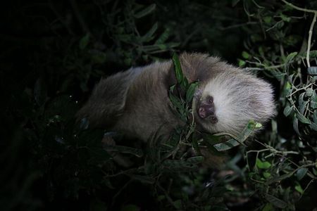 Night tour, nature walk in the forest