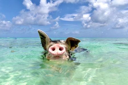 Swimming Pigs with pickup: Pigs can't fly, but they do Swim! 