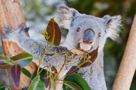 Newcastle: Animal Lovers Tour - Kangaroos, Dolphins & more!
