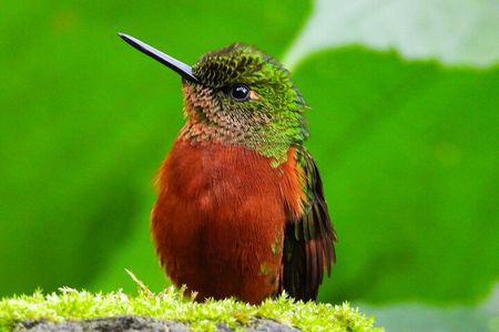 Papallacta Hot Springs & Guango Birding Reserve Private Tour