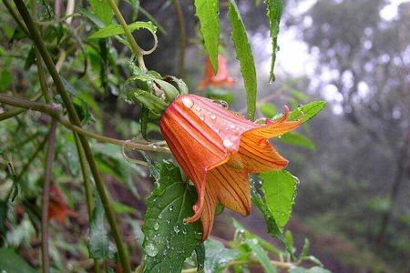 ANAGA: VIP tour: Forests, Peaks and Sea.