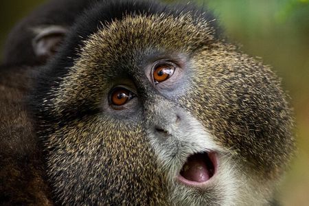 One Day Golden Monkeys Trekking and Iby'iwacu Cultural Village 