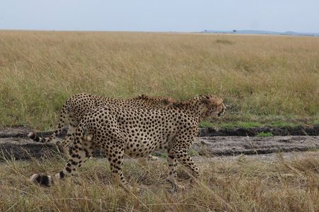 5-Day Private Safari on Amboseli Nairobi and Masai Mara Adventure