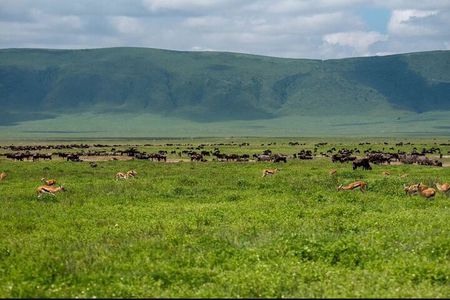 Private Day Journey Through The Heart Of Ngorongoro Crater