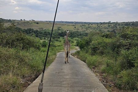 Nairobi National Park Private Half Day Tour with Pick up