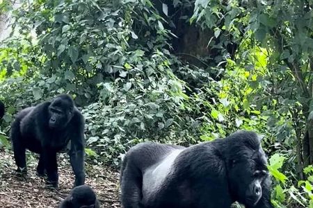 2 Days Private Gorillas Tracking in Volcanoes National Park