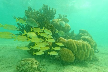 Turtles & Cenote! Half Day from Riviera Maya & Playa del Carmen