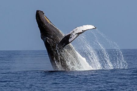  Seasonal Small-Group Humpback Whale Watching in Kona
