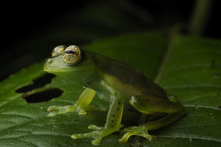 Nature Tour in the Monteverde Cloud Forest