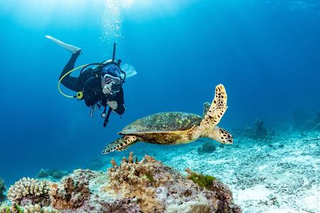 Certified Scuba Dive from Shore with Sea Turtles at Koloa Landing