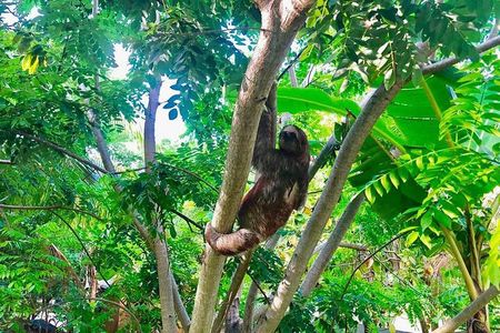 Roatan's ORIGINAL Zip-n-Dip: Zipline, Sloths & West Bay Beach