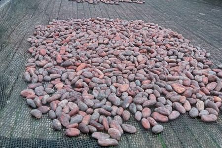 Bohol Chocolate Making and Farm Tour
