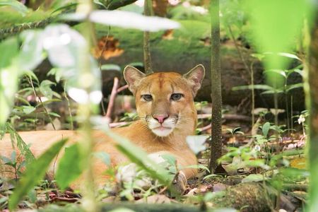 Corcovado National Park Land and Ocean Tour